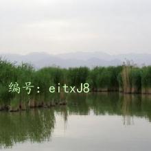 ѹ