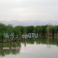ҵ